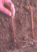 January- Make your own grape vines for free, take cuttings now.